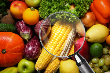 Magnifying glass focusing on corn. Food control