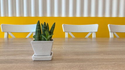 small plant in the white pot on the wooden table and white chair with white and yellow wall background