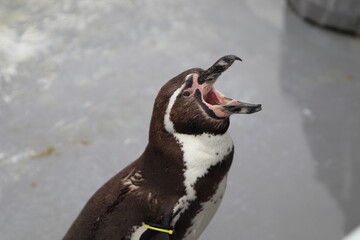 ペンギン