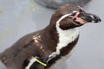ペンギン