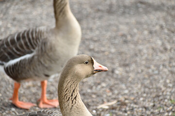 A pair of beautiful Canadian geese on the riverbank with a closeup of the head of one of them