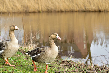A cute pair of Canadian geese walking along the grassy bank of a canal in Grave, Netherlands