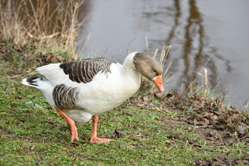 A lovely brown and white Canadian goose on the grassy bank of a Dutch canal.