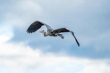 grey heron in flight in the sky over the Camargue, France