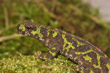 Closeup of a terrestrial French Marbled newt , Triturus marmoratus 