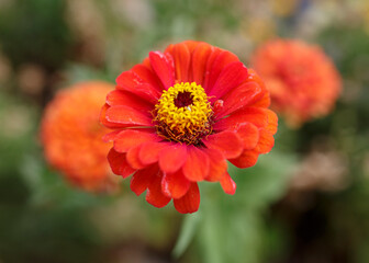 zinnia flower (orange with yellow center)