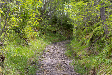 Summer forest scene with Small footpath through forest in early morning in summer.