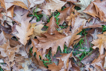 Autumn leaves top view. Leaf litter in forest