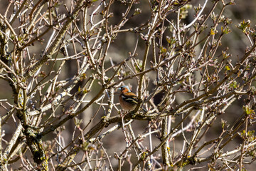 Chaffinch bird on tree blank branches camouflaged.