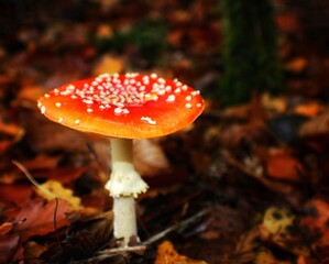 fly agaric mushroom