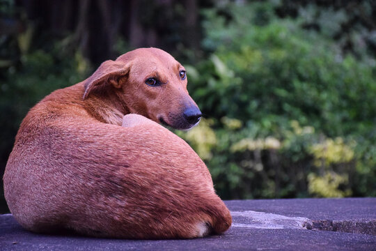 Homeless aspin street dog sitting alone on the concrete bench in the park.