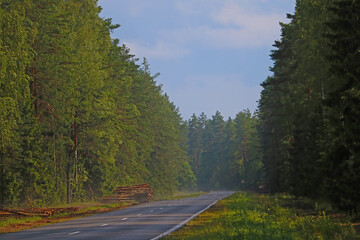 Fototapeta na wymiar Wet road along the forest after rain.