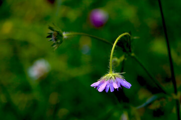 Green young forest plants bloom in spring.