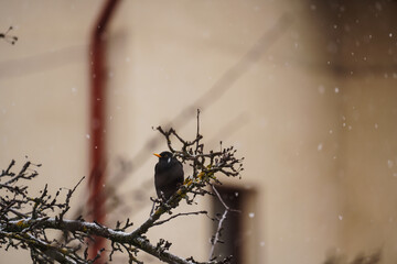 Blackbird(turdus merula) in the tree in the cold season.