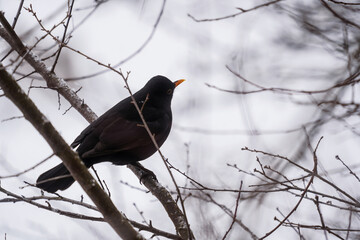 Blackbird(turdus merula) in the tree in the cold season.