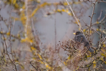 Blackbird(turdus merula) in the tree in the cold season.