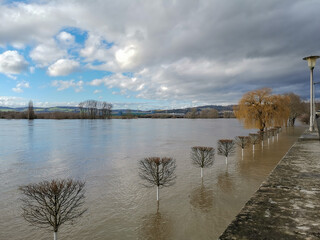 high tide at the river Rhine with young trees in the water