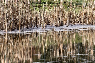Sich spiegelndes Lampenputzer Gras an einem Dorfteich im Winter. Ein gutes und wertvolles Rückzugsgebiet für Vögel und Insekten.