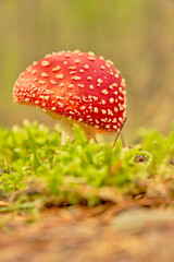 Roter Fliegenpilz, Amanita muscaria