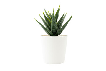 Artificial plant in white pot isolated on white background.