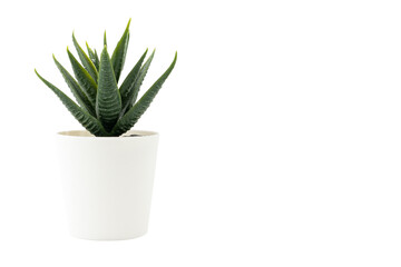 Artificial plant in white pot isolated on white background. Copy space.
