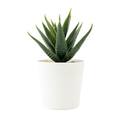 Artificial plant in white pot isolated on white background. Square size of photo.