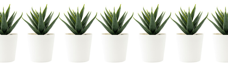 Artificial plant in pot isolated on white background. Perfect for banner and social media post.