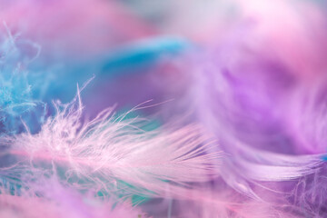 Closeup of fluffy colorful feathers with shallow focus