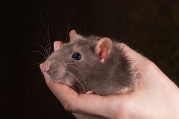 Cute gray rat in hand. On a black background close-up, selective focus. Pet care concept.