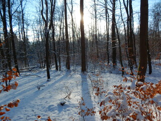 forest in winter