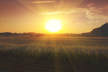 Rural landscape with a cornfield during a magical sunset. Village in autumn