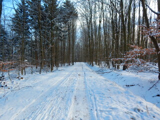 snow covered trees