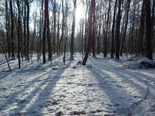 path in winter forest