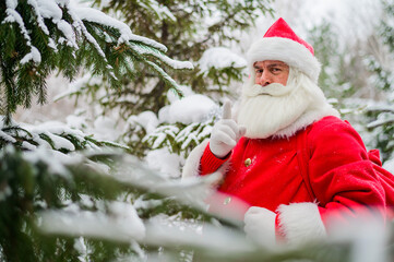 Surprised Santa Claus walks through a snowy coniferous forest at the North Pole in Lapland. Merry Christmas. Postcard.