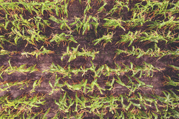 Top view of the cornfield. Natural agriculture background. Leaves of young shoots of corn