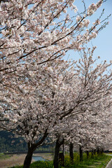 快晴の桜並木