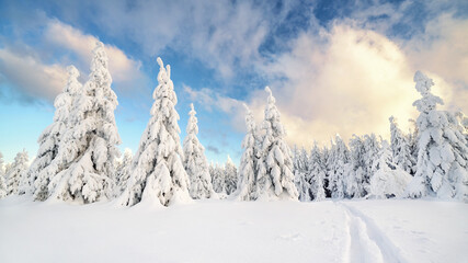 Fototapeta na wymiar schneebedeckte Tannenbäume