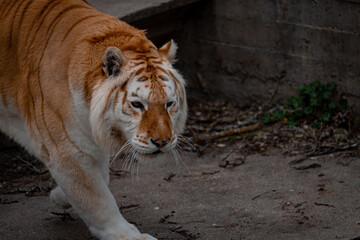 Tigres de bengala marrón y blanco