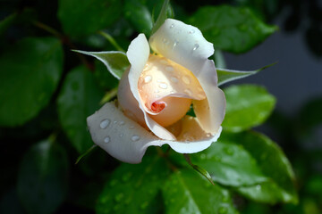 Bl&uuml;ten im Sommer