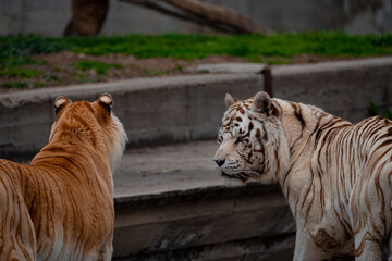 Tigres de bengala marrón y blanco