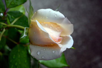 Bl&uuml;ten im Sommer