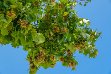 Haselnuss vor einem blauen Himmel: Nüsse, Fruchstände und grüne Blätter der Baum-Hasel (La.:...