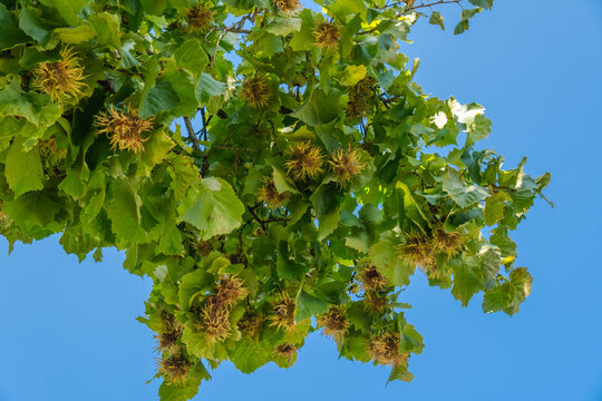 Haselnuss vor einem blauen Himmel: N&uuml;sse, Fruchst&auml;nde und gr&uuml;ne Bl&auml;tter der Baum-Hasel (La.: Corylus colurna)