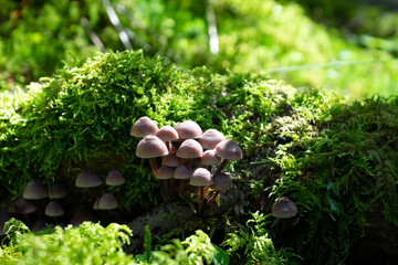 Wald von seiner sch&ouml;nen Seite
