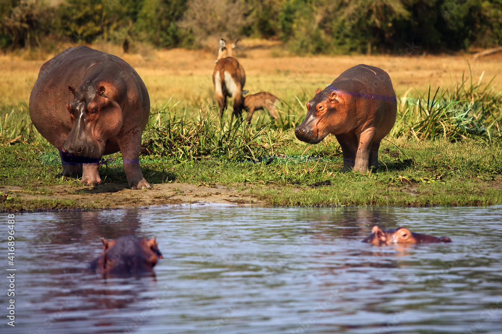 Poster The common hippopotamus (Hippopotamus amphibius), young hippo standing on riverbank.