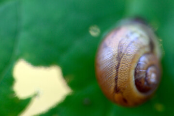 kleine Bewohner des Waldes