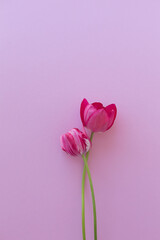 Two tulips on a pink background.