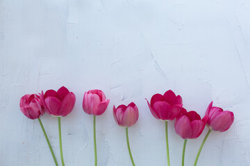 Pink tulips on a light background.