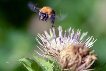 kleine Bewohner des Waldes