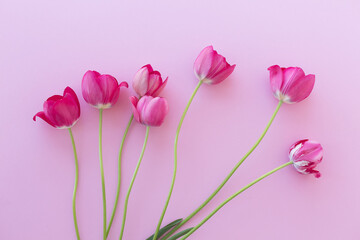 Seven tulips on a pink background.